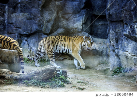 Animals in a zoo. various wild animals photo. 132 38060494
