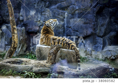 Animals in a zoo. various wild animals photo. 108 38060582