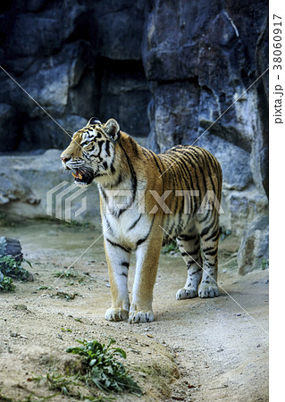 Animals in a zoo. various wild animals photo. 092 38060917