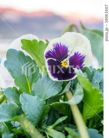 Colorful flowers in France 38061687