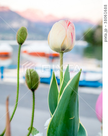 Colorful flowers in France 38061688