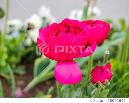 Colorful flowers in France 38061693