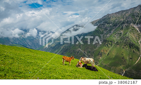 Beautiful mountain landscape of Sonamarg, Kashmir Beautiful mountain landscape of Sonamarg, Kashmir 38062187