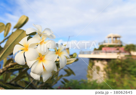 Yellow Plumeria blooming at Two Lovers Point Yellow Plumeria blooming at Two Lovers Point 38062645