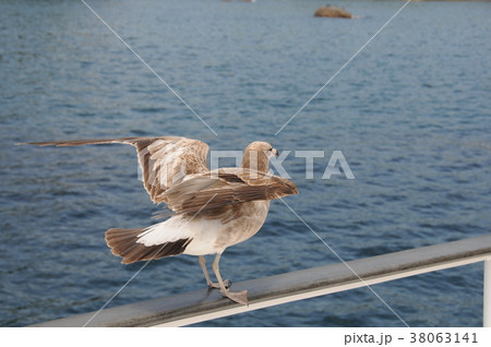 海からの三陸海岸 38063141