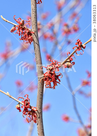 アカバナマンサク（赤花満作） 38063313