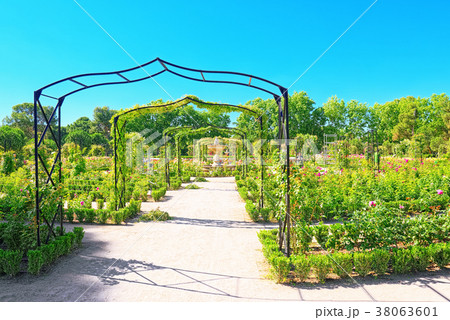 Walking through Buen Retiro Park. Rose Park 38063601