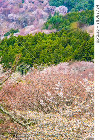 吉野山千本桜 38063784