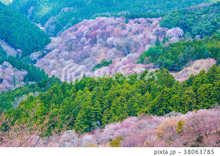 吉野山千本桜 38063785