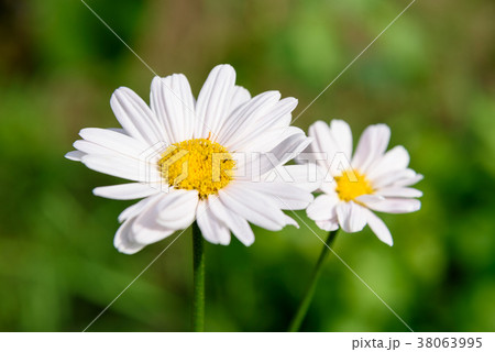 Pyrethrum flower Pyrethrum flower 38063995