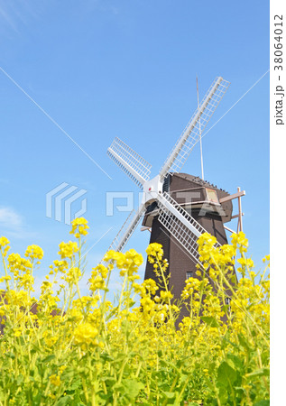 風車と菜の花畑 風車と菜の花畑 38064012