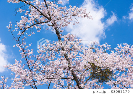 吉野山千本桜 38065179