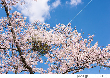 吉野山千本桜 吉野山千本桜 38065180