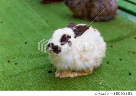 Close-up Rabbits in a cage at a zoo in Thailand. Close-up Rabbits in a cage at a zoo in Thailand. 38065388