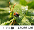 ナナホシテントウムシ 38066186
