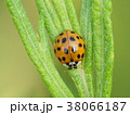 ナミテントウムシ 38066187