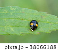 ナミテントウムシ 38066188
