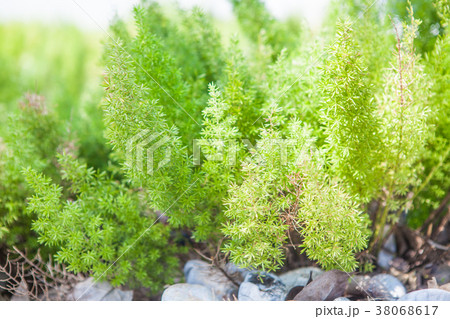 Green arborvitae, sunny 38068617
