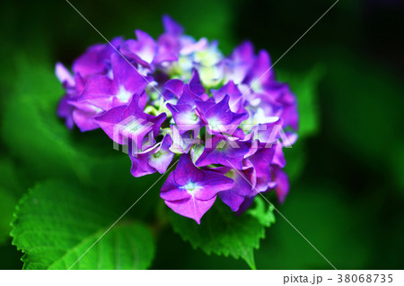 アジサイ　赤紫色の花 38068735