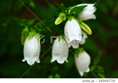 雨上りに咲くホタルブクロの花 雨上りに咲くホタルブクロの花 38068739