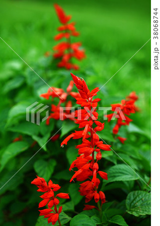 あぜ道に咲く赤いサルビアの花の写真素材