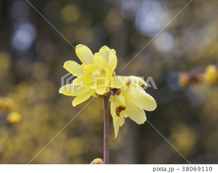 ロウバイ、2つの花(少し寄り) ロウバイ、2つの花(少し寄り) 38069110