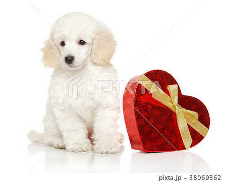 Young Poodle with red Valentine heart 38069362