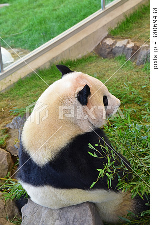 笹を食べるジャイアントパンダの後ろ姿の写真素材
