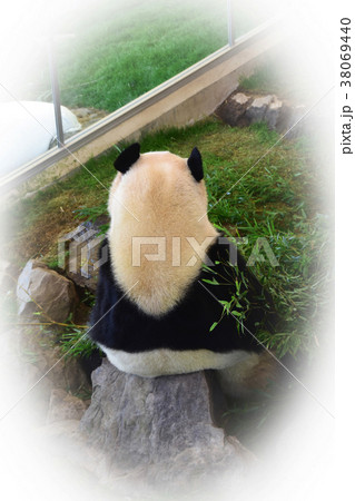 笹を食べるジャイアントパンダの後ろ姿の写真素材