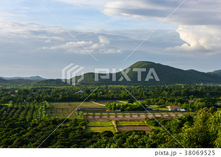 landscape of longan tree in Lamphun, Thailand 38069525
