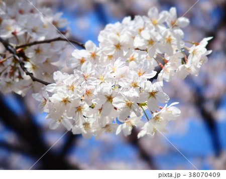 cherry blossoms 38070409