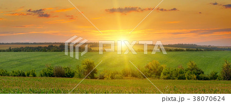 corn field and sunrise on blue sky 38070624