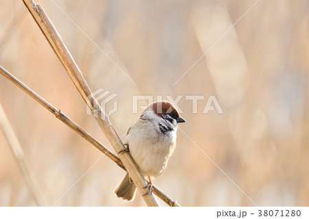 スズメ 38071280