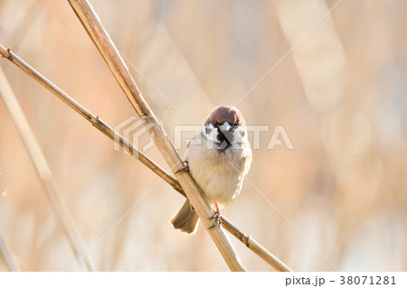 スズメ スズメ 38071281