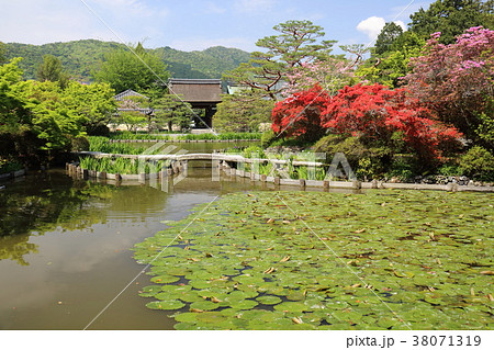 京都 初夏の梅宮大社 京都 初夏の梅宮大社 38071319