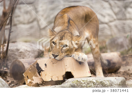 大牟田市動物園 ライオン、 大牟田市動物園 ライオン、 38071441