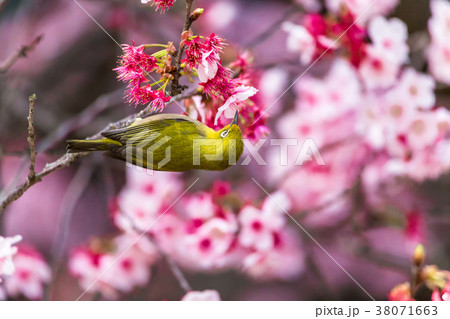 メジロ 寒桜 メジロ 寒桜 38071663