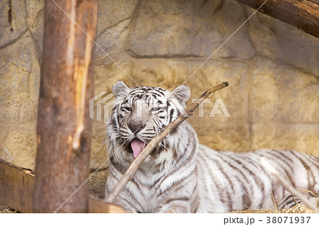大牟田市動物園 ホワイトタイガー、 大牟田市動物園 ホワイトタイガー、 38071937