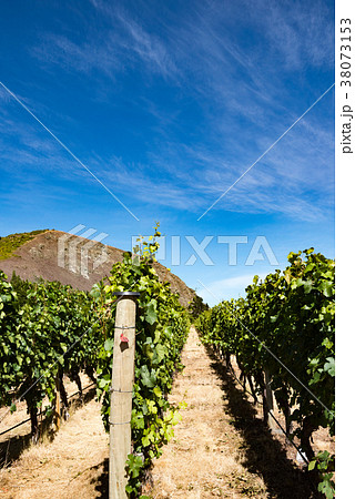 ニュージーランドのワイン畑 ニュージーランドのワイン畑 38073153