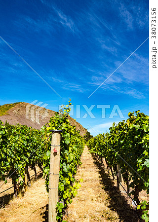 ニュージーランドのワイン畑 ニュージーランドのワイン畑 38073156