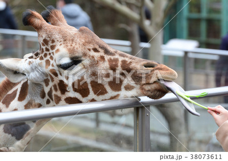 伊豆アニマルキングダム 38073611