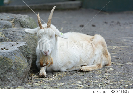 伊豆アニマルキングダム 38073687