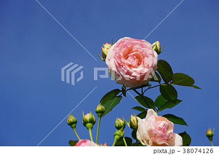 青空に映えるピンクのバラ 38074126
