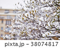 Snow on branches of magnolia tree with flower buds 38074817
