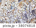 Snow on branches of magnolia tree with flower buds 38074818