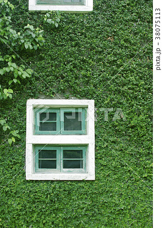 natural green climbing tree, plant wall window 38075113