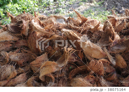 coconut coir texture as fertiliser in garden 38075164
