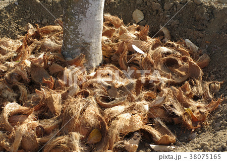 coconut coir texture as fertiliser in garden 38075165