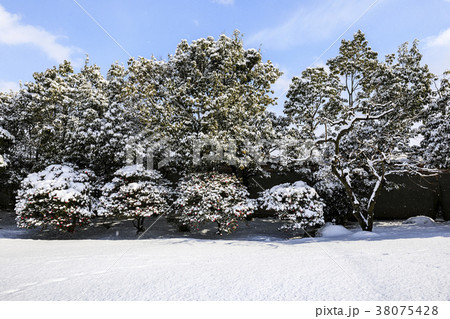 伊藤伝右衛門 伊藤伝右衛門 38075428
