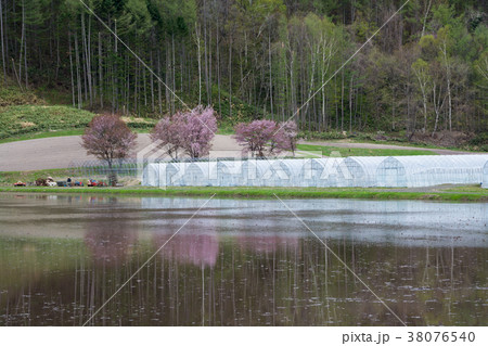 水田に写るサクラ 水田に写るサクラ 38076540